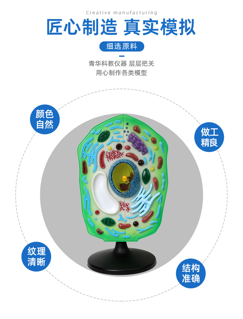青華植物細胞模型 生物教學(xué)中的精密解剖與科教儀器的新標(biāo)準(zhǔn)